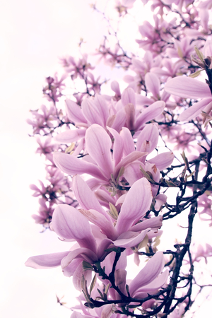 Magnolia #3, 2015 (photography)
