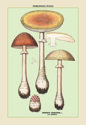 Poisonous Fungi: Fly Amanita, 1894 (print)