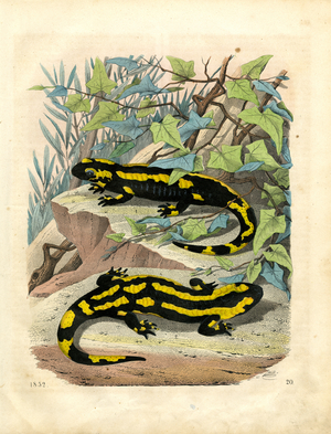 Fire Salamanders in Forest Habitat (hand-coloured litho)