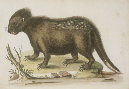 The porcupine from Hudson's Bay