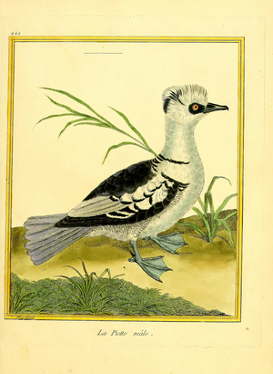 Male Smew (print)