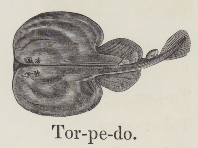 Torpedo (engraving)