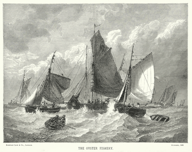 Oyster fishery (engraving)