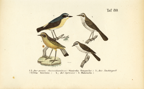 Northern Wheatear, Common Nightingale and Thrush Nightingale, 1850 (lithography)