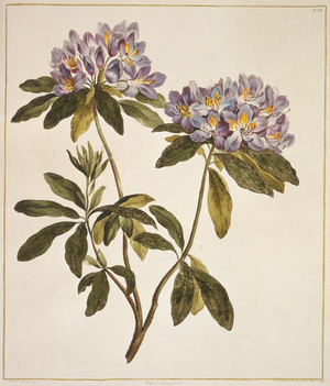 Rhododendron sp.