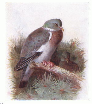 Ring Dove, from Birds of the British Isles and Their Eggs published by Frederick Warne & Co Ltd, 1958 (colour litho)