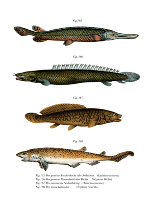 American Fresh-water Garpike (colour litho)