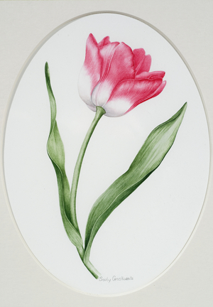 Tulip Meissner Porzellan Singe (w/c on paper)