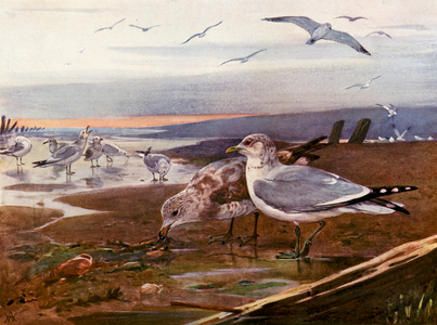 Common-gulls in winter (colour litho)