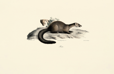 Beech Marten, 1824 (hand-coloured litho)