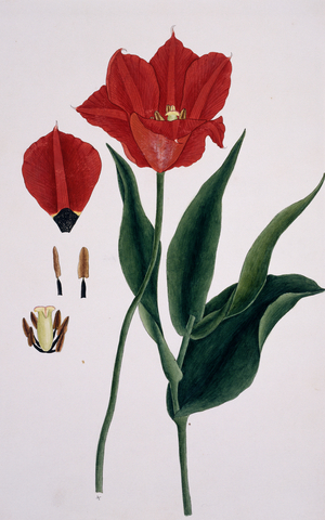 Tulipa sp.