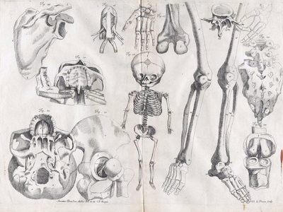 Anatomical illustration