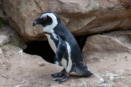 Penguin in Berlin Zoo / Zoological Garden in Berlin, Germany (photo)