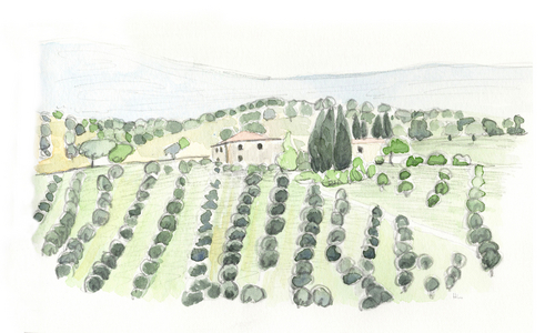 Olive Grove, 2014, (watercolour)