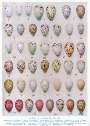 Eggs of the Crow family, illustration from 'British Birds' by Kirkman & Jourdain, 1966 (colour litho)