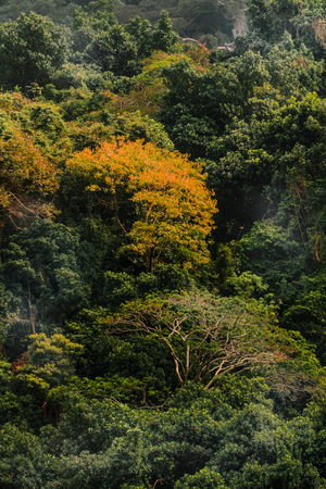 Tijuca Forest XXXIII, 2020 (photo)