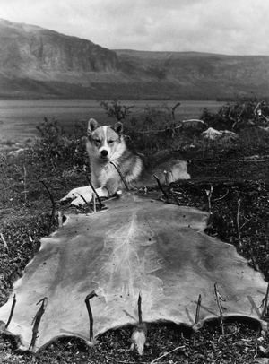 Reindeer Skin Drying, Lapland, Finland, 1961 (b/w photo)