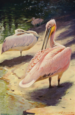 Pelican (colour litho)