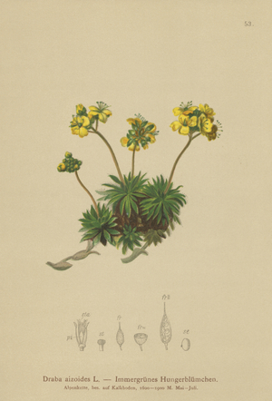 Yellow Whitlow-grass (Draba aizoides) (colour litho)