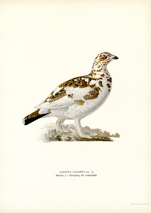 Willow Ptarmigan (colour litho)