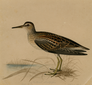 Pectoral Sandpiper, Grass Bird, 1842 (w/c on paper)