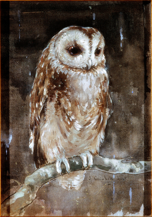 Tawny Owl (bodycolour & w/c on brown Holland linen)
