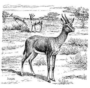 Gazelle