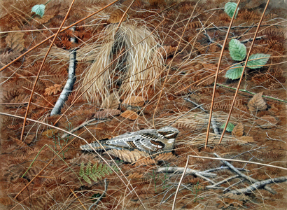 Nightjar (w/c on paper)