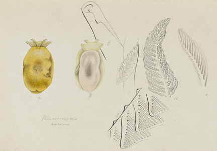 Pleurobranchus Aureus: Yellow-Plumed Sea Slug (ink, wash & w/c on paper)