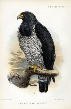 Barred Hawk (print)