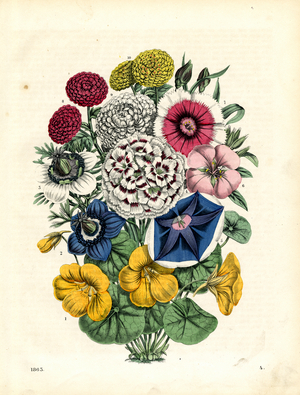 Ornamental Garden with Flowering Summer Plants (hand-coloured litho)