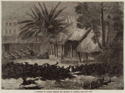 A Stampede of Jackals through the Environs of Calcutta (engraving)