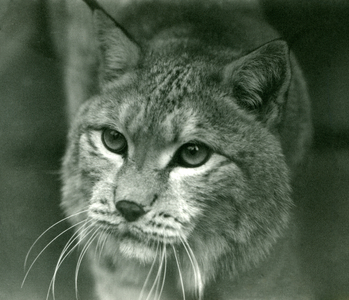 A Northern Lynx, London Zoo, February 1925 (b/w photo)