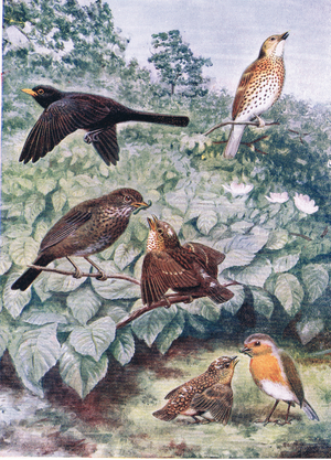 Birds in summertime (litho)