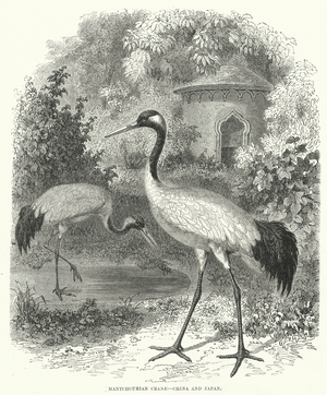Mantchourian Crane, China and Japan (engraving)