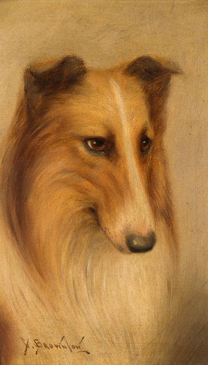 Collie (oil on board)