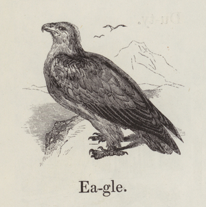 Eagle (engraving)