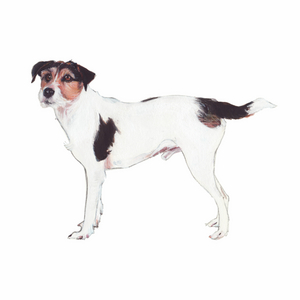Parson Jack Russell, 2011 (watercolour & gouache on paper)