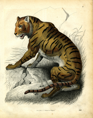 Bengal Tiger in Natural Habitat (hand-coloured litho)
