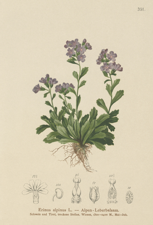 Fairy Foxglove (Erinus alpinus) (colour litho)