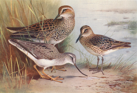 American Pectoral Sandpiper, Broad-Billed Sandpiper, Terek Sandpiper (colour litho)