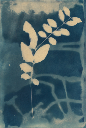 Cyanotype, 2023 (cyanotype on paper)