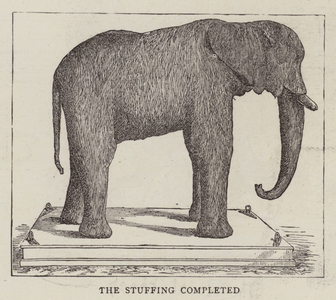 Jumbo Stuffed (engraving)