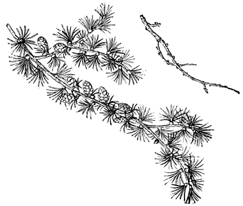 Larch
