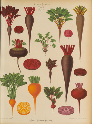 Radishes (Raphanus sativus), c.1876-82 (colour litho)