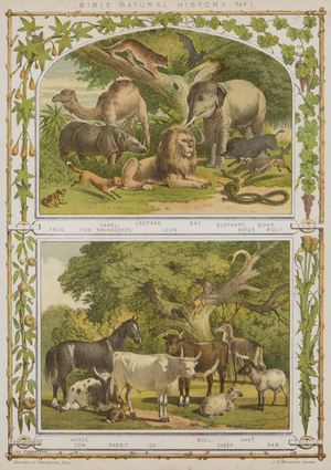 Bible Natual History, No. 1 (chromolitho)