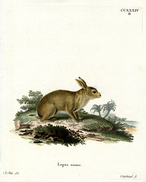 American Gray Rabbit (coloured engraving)