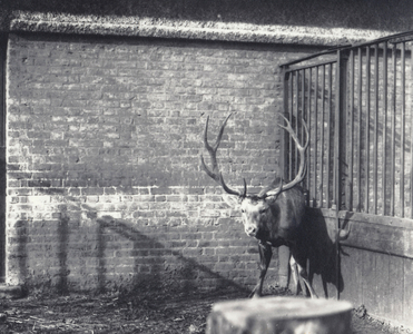 Wallich's Deer, also known as the Shou, Central Asian or Tibetan Red Deer, in London Zoo,  December 1917 (b/w photo)