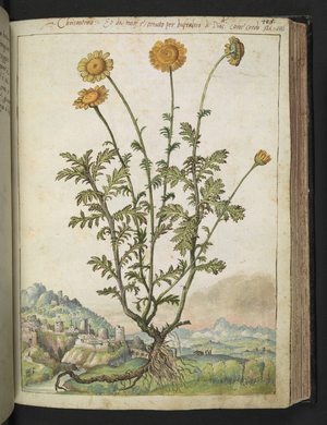 Chrysanthemums, c.1564-1584 (drawing)