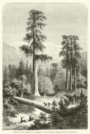 Foret de Taxodium giganteum ou pins geants (engraving)
